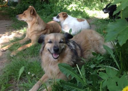 Helping Dogs on Tour: Natur- und Artenschutz in&nbsp;Deutschland