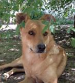 Chekotee_untermBusch