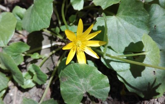 Scharbockskraut-Blüte