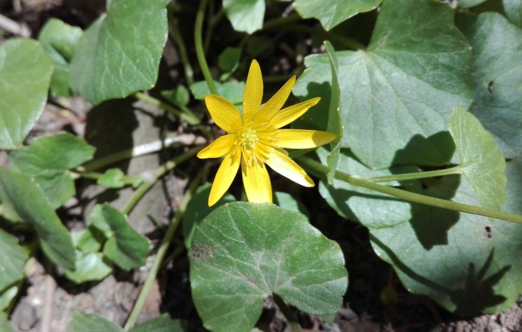 Scharbockskraut-Blüte