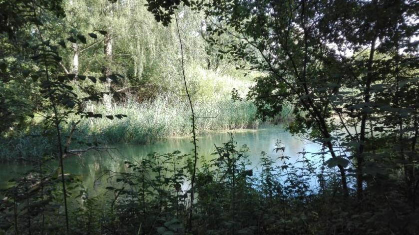 Dammer-Moor_Teichidylle