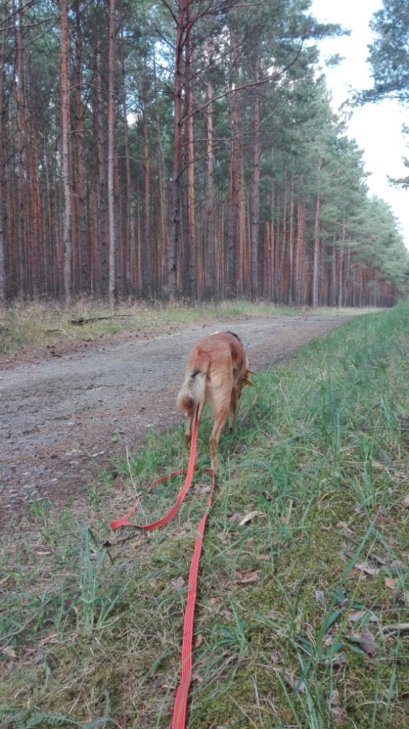 Doberburg_Chekotee_übt-sich-schon-im-Schnüffeln