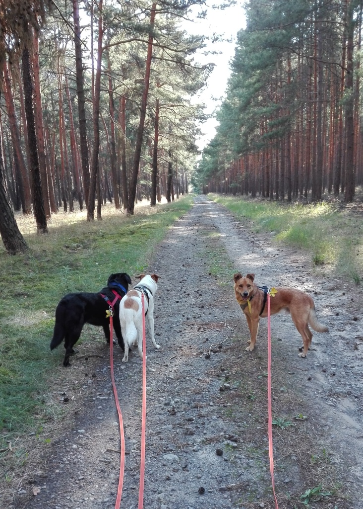 Doberburg_Leah&Speedy&Chekotee_Kiefernwald-1