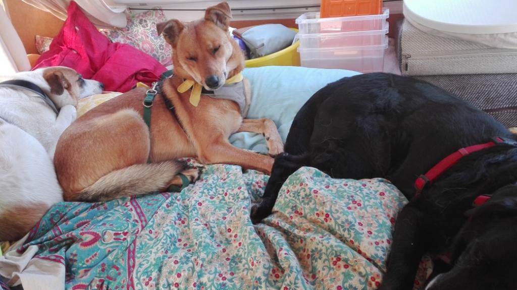 Napping_morgens-nach-erster-Nacht-im-Puscherl