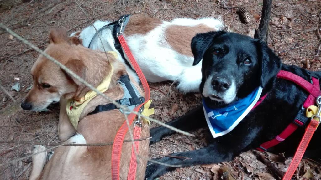 Waldspaziergang_take-cover_Regen