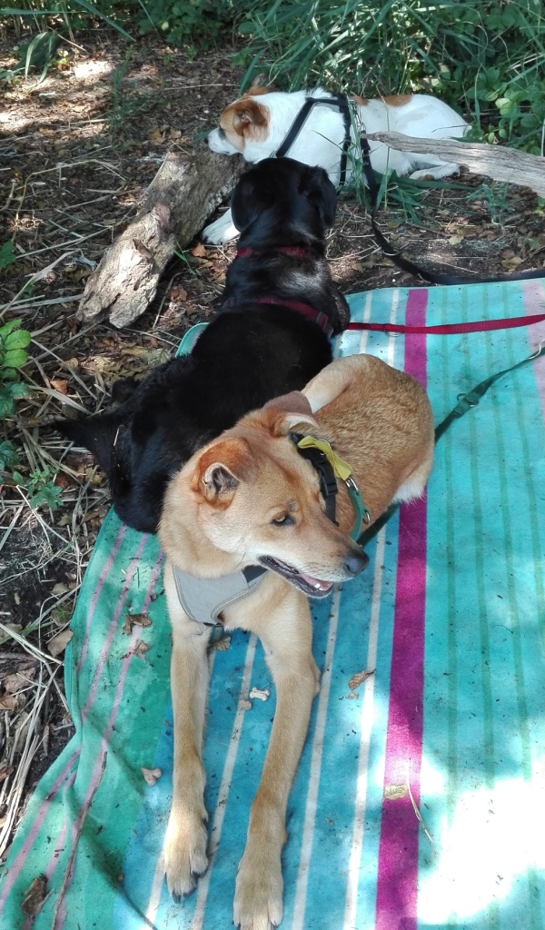 Chekotee-entspannt-am-Strand-mit-Leah&amp;Speedy