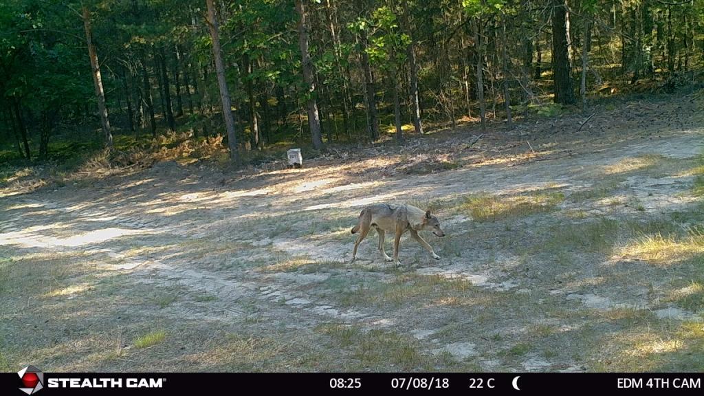 Fotofalle-EdwinMajaura_Wolf-LiebroserHeide_26.08.18