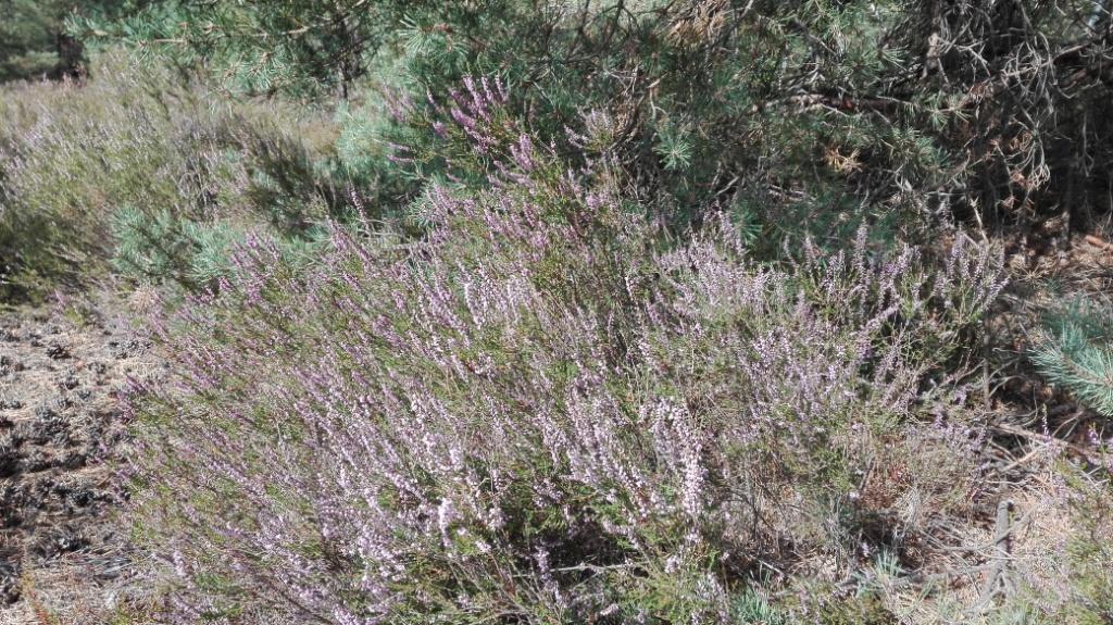 Haussuche in der Region Lieberose/Schlaubetal