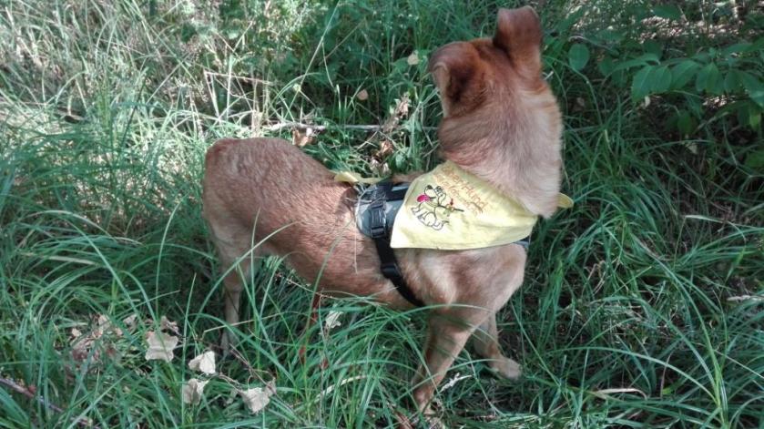 Nuthe-Nieplitz-Zentrum_Chekotee-im-Gras_GelberHund