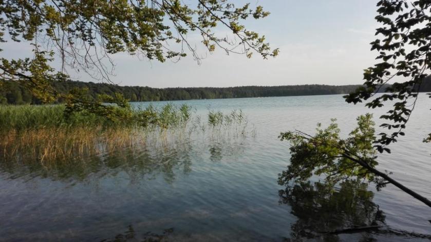 Stechlinsee_'Geländer'