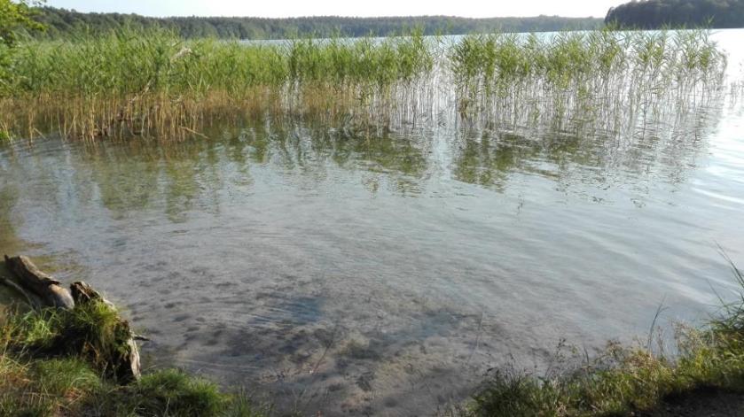 Stechlinsee_glasklar