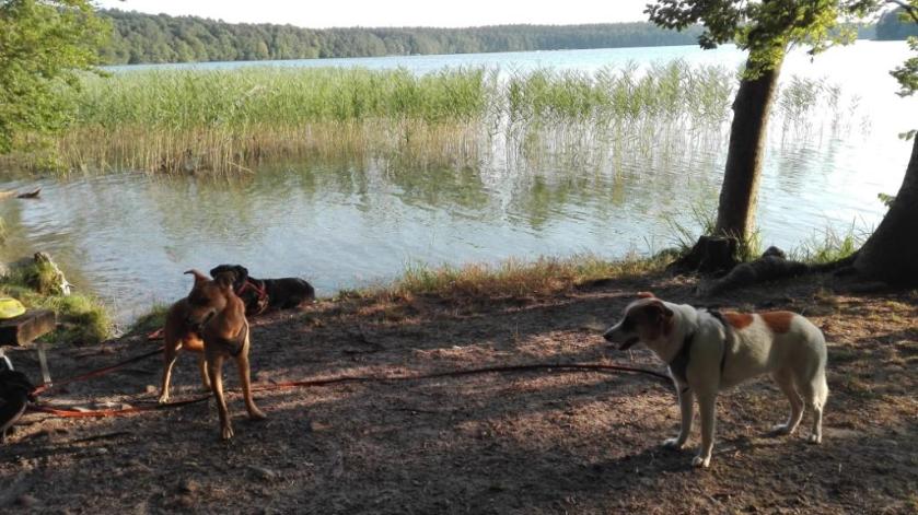 Stechlinsee_Hunde-1