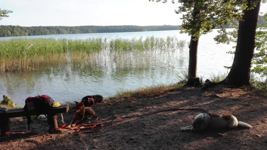Stechlinsee_Hunde-4