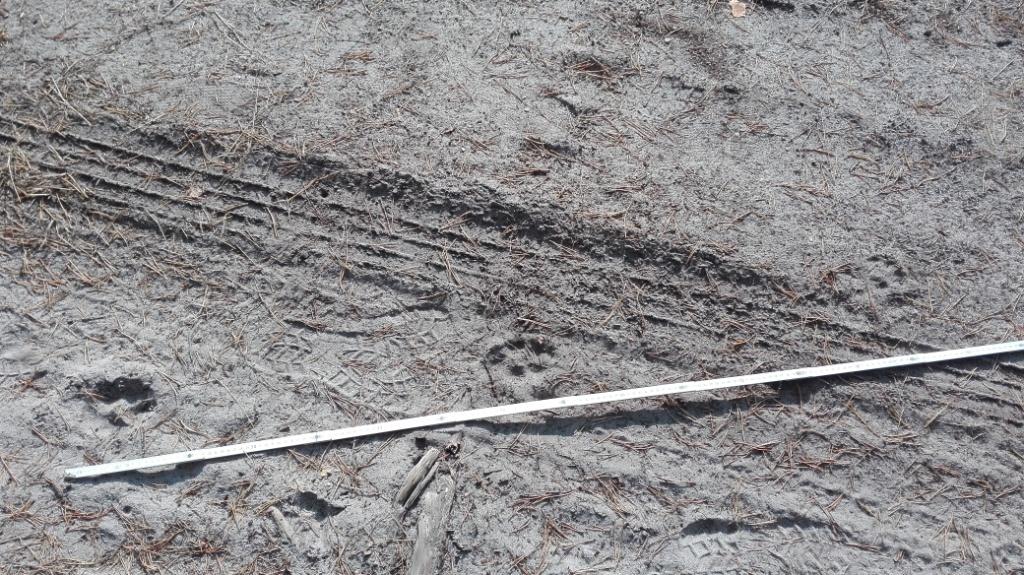 Meine ersten Wolfsspuren