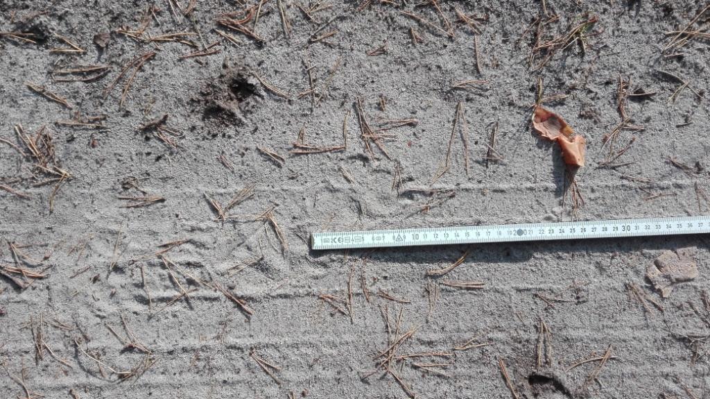 Wolfsspur_mit-Krallenabdrücken_versteckt-im-Sand