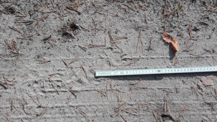 Wolfsspur_mit-Krallenabdrücken_versteckt-im-Sand