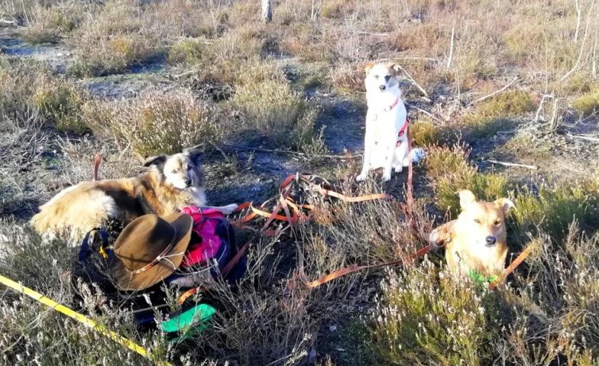 Doggies_Warten-während-Monitoring-groß_komprimiert