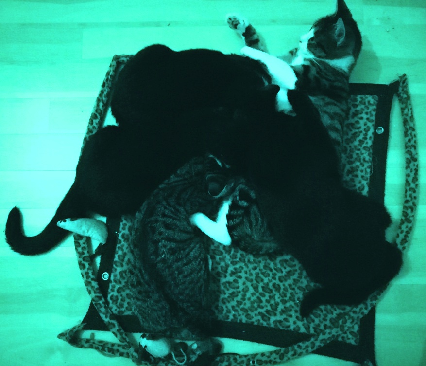 Pflegekätzchen – 4&nbsp;Monate