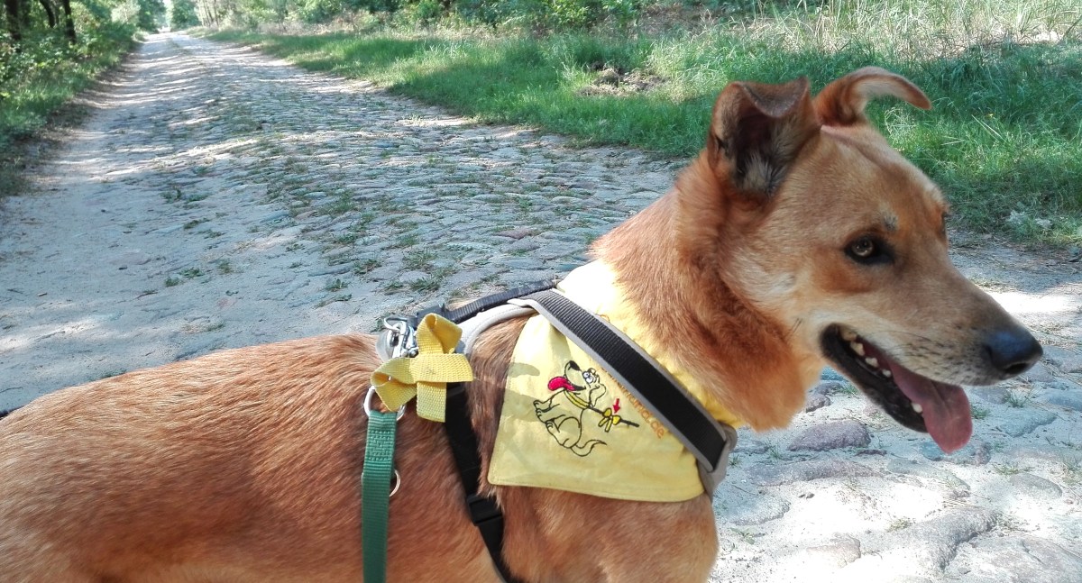 „TV-Superhunde“ sind KEINE&nbsp;Assistenzhunde