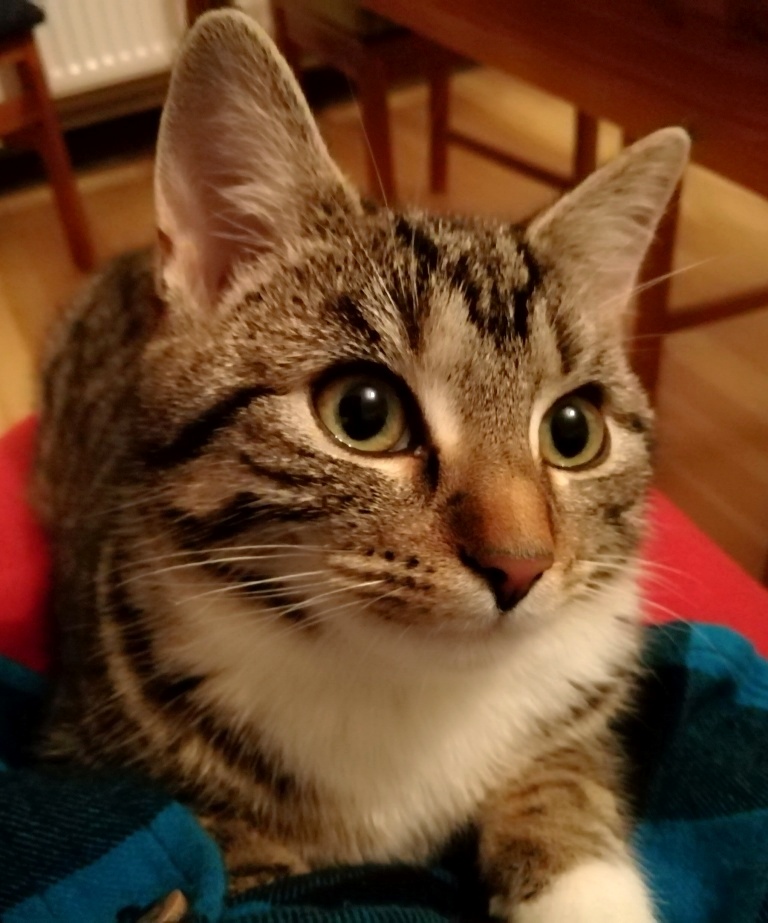 Pflegekätzchen – 6&nbsp;Monate