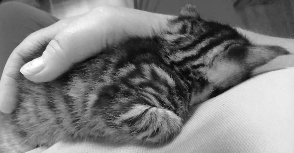 Pflegekätzchen – 25.&nbsp;Tag