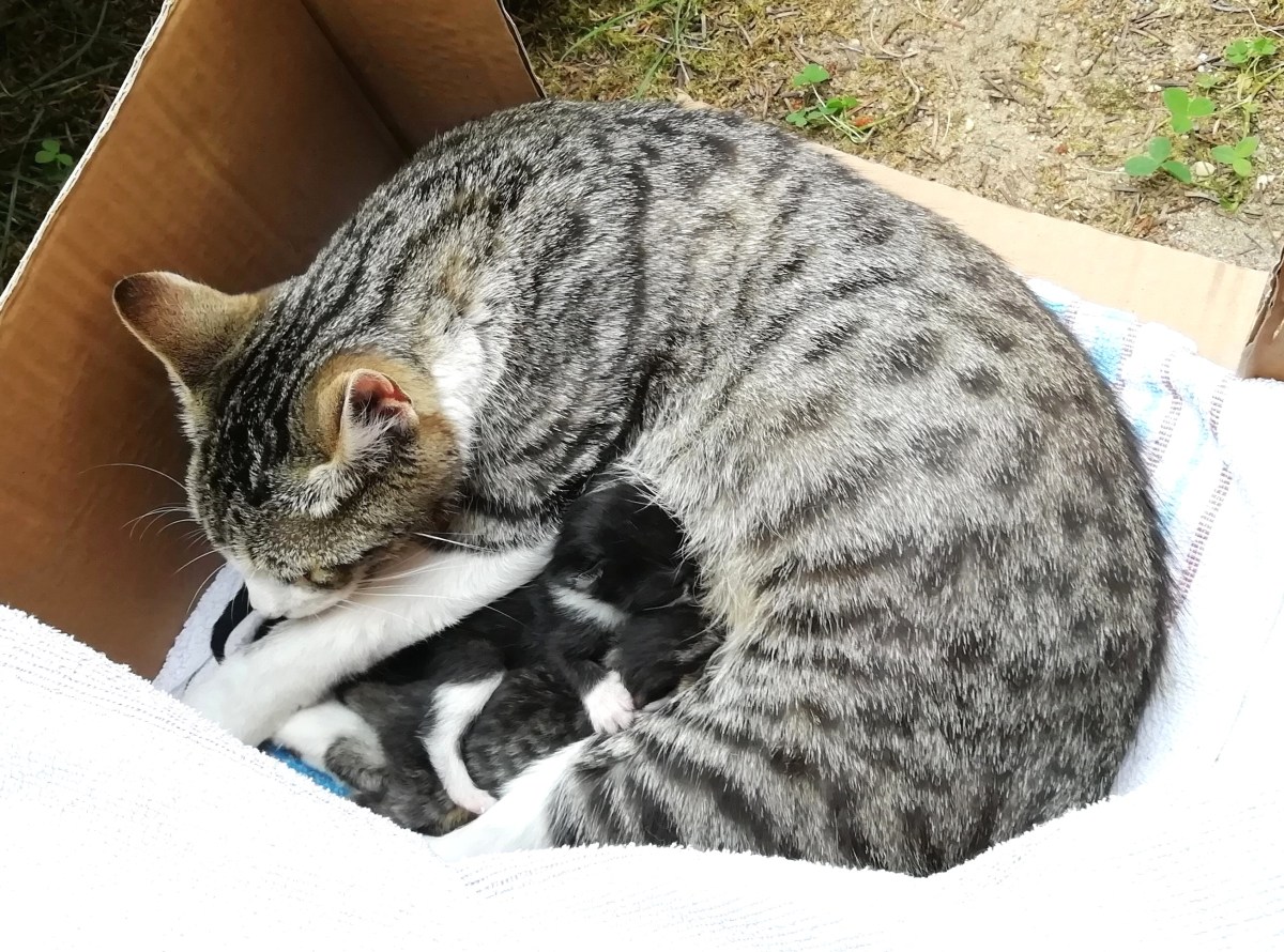 Pflegekatzen – schon vor der&nbsp;Vereinsgründung