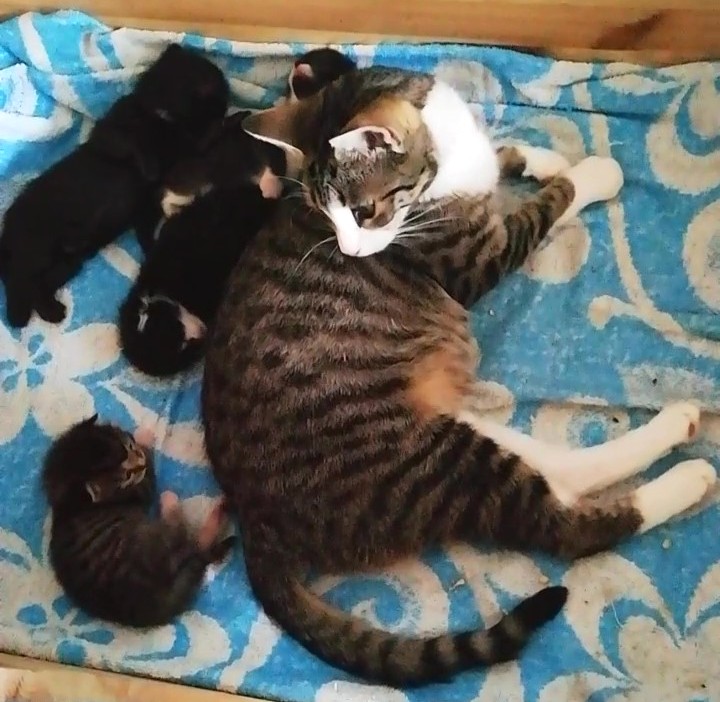 Pflegekätzchen – 10.&nbsp;Tag