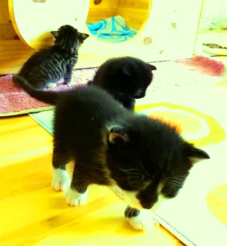 Pflegekätzchen – 13. bis 24.&nbsp;Tag