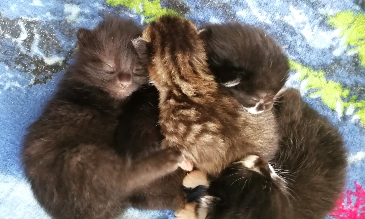 Pflegekätzchen – dritter bis fünfter&nbsp;Tag