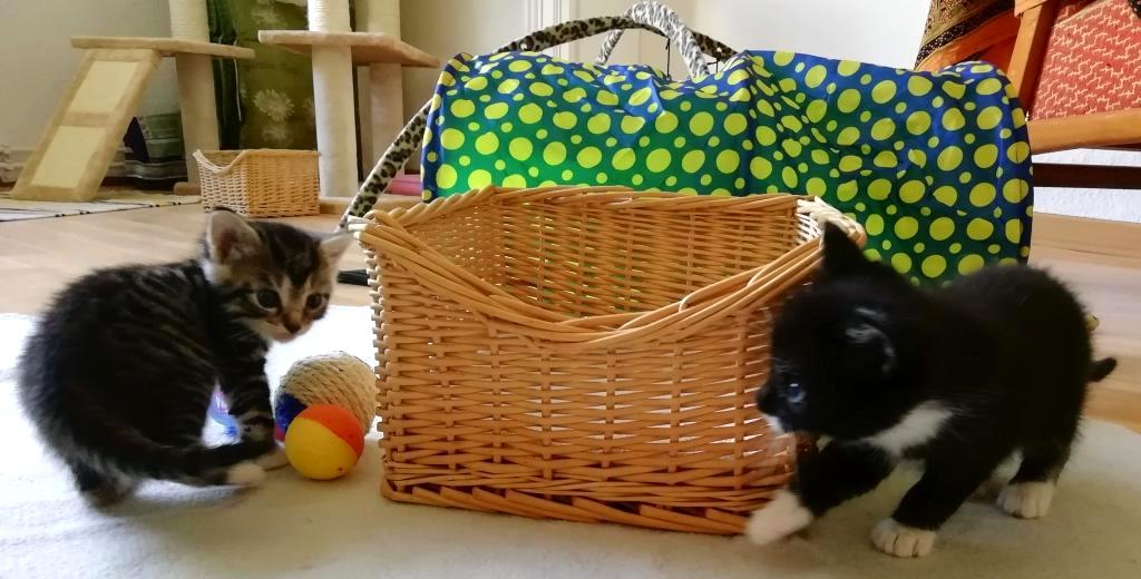 Pflegekätzchen – 26. bis 30.&nbsp;Tag