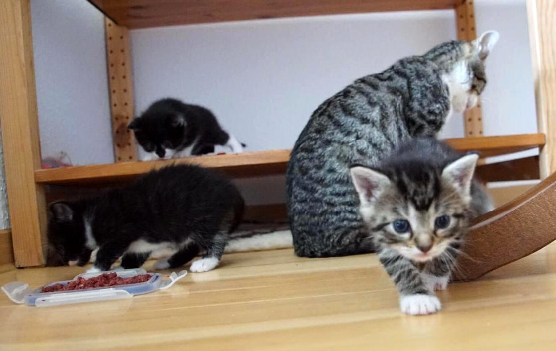 Pflegekätzchen – 30.&nbsp;Tag