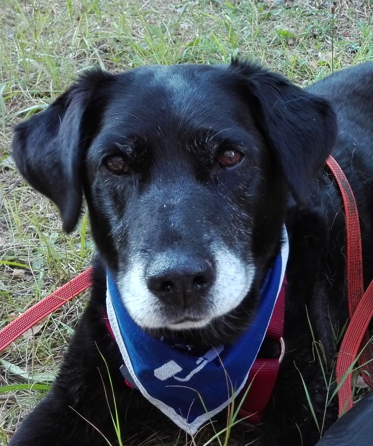 Hundehospiz bei Schlaubetal-Caniden e.V.