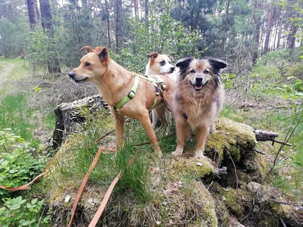 Schlaubetal-Caniden e.V.