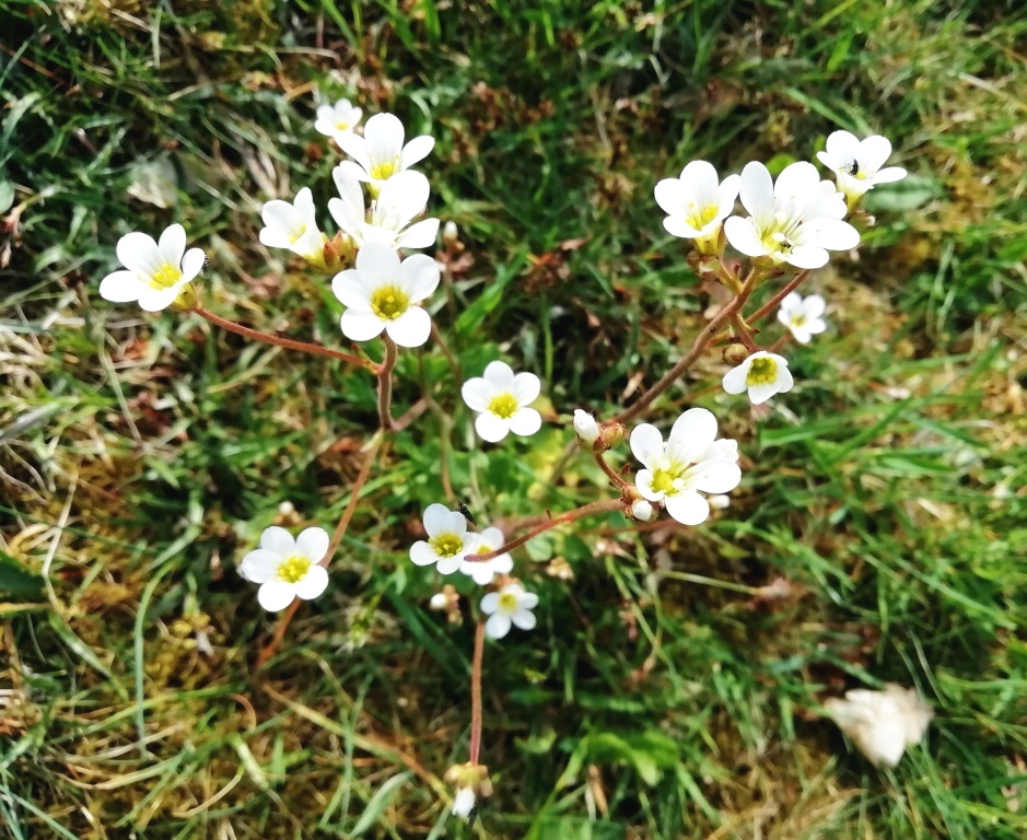 Meine neueste botanische Entdeckung: Knöllchen-Steinbrech