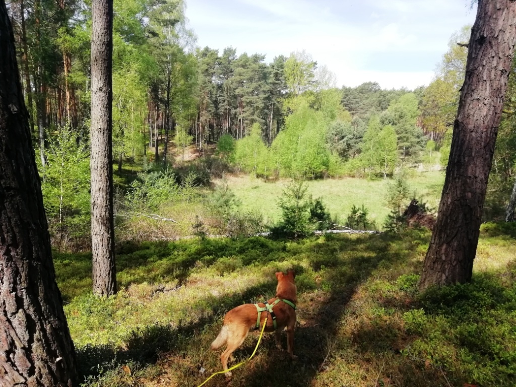 Trautzke-Seen und Moore – Teil 5:&nbsp;Trautzke-2