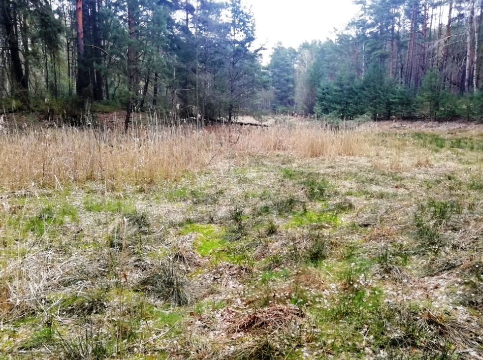 Trautzke-Seen und Moore – Teil 6:&nbsp;Trautzke-3