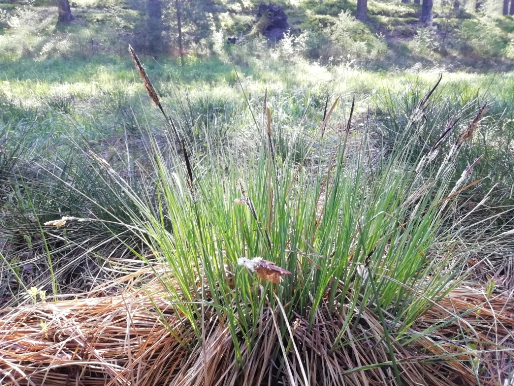Moorbotanik: Oj wej, eine Carex!