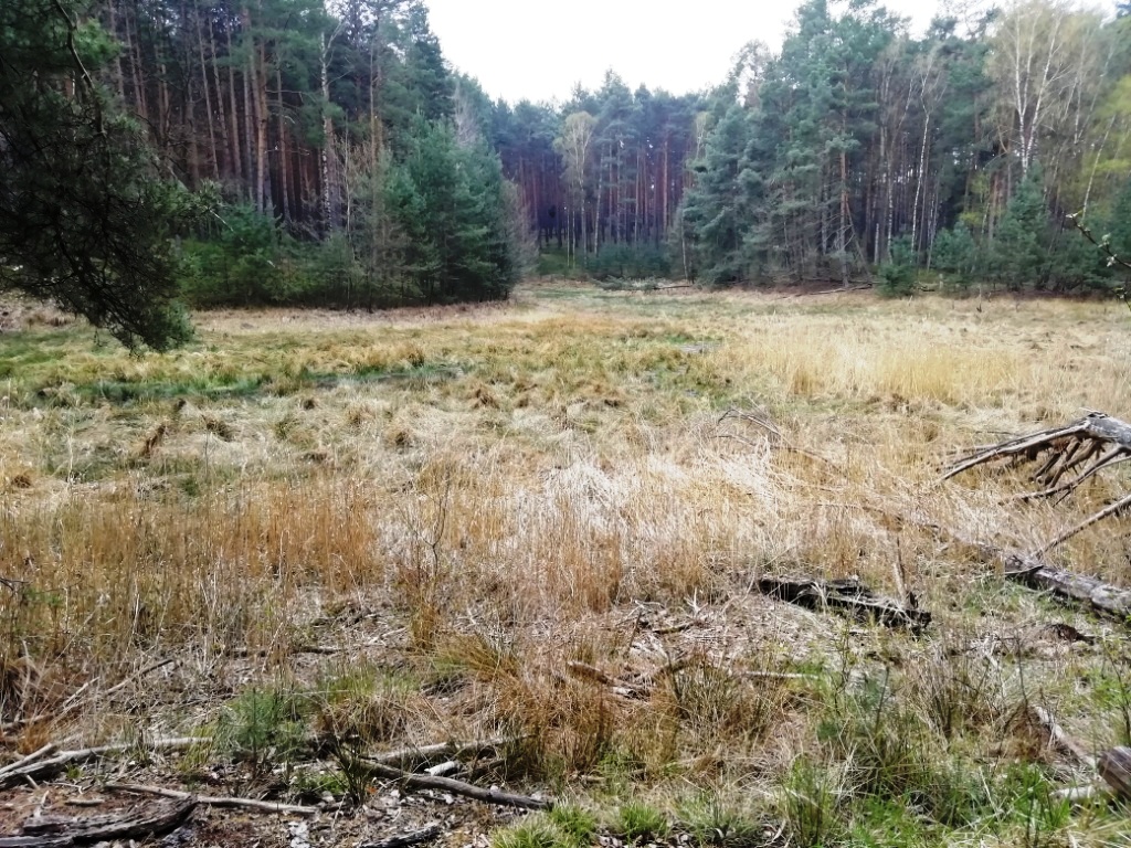 Trautzke-Seen und Moore – Teil 7:&nbsp;Trautzke-4