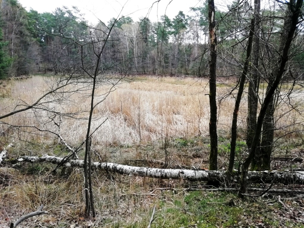 Trautzke-Seen und Moore – Teil 8:&nbsp;Trautzke-5