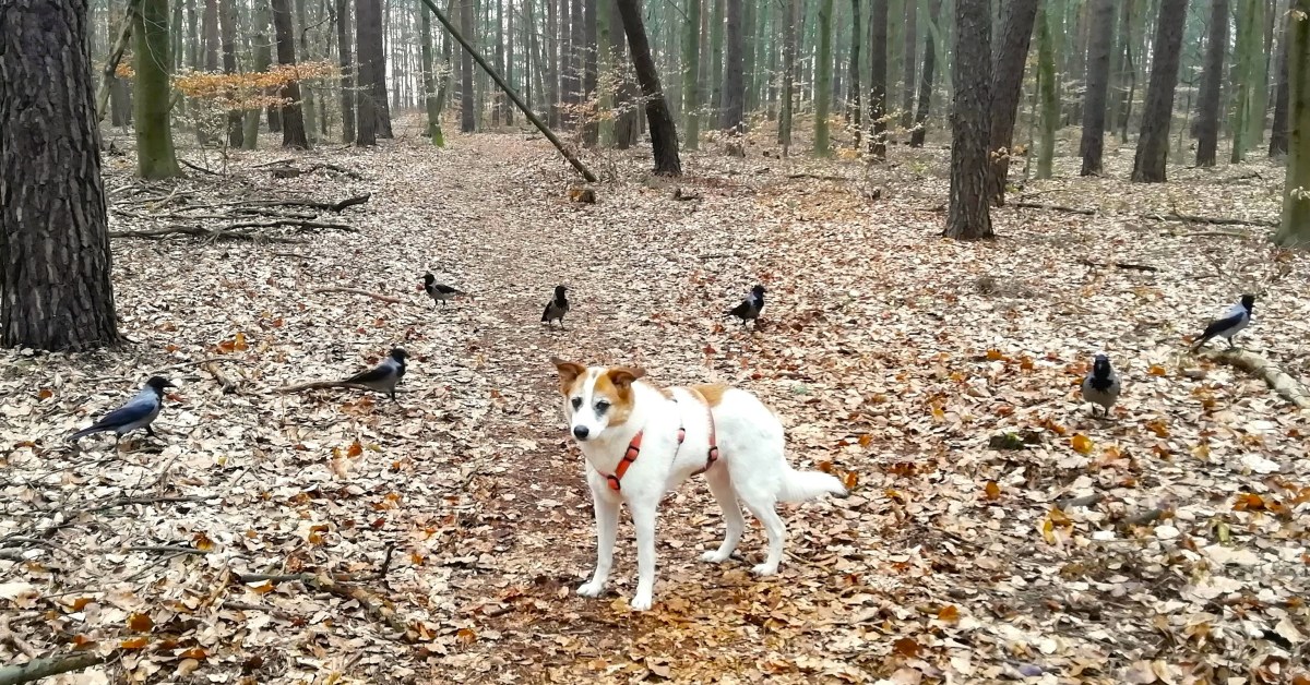 NEBELKRÄHEN in EBERSWALDE –&nbsp;Einleitung